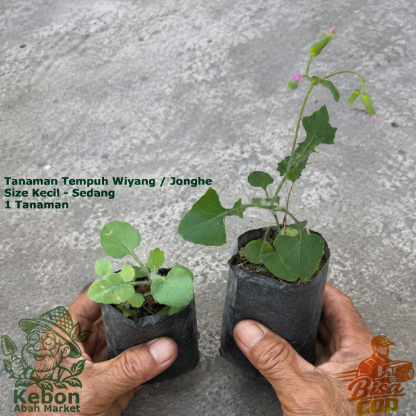 Temu Tempuh Wiyang Jonge Jonghe 1 Tanaman Obat Herbal Segar Polybag Kecil