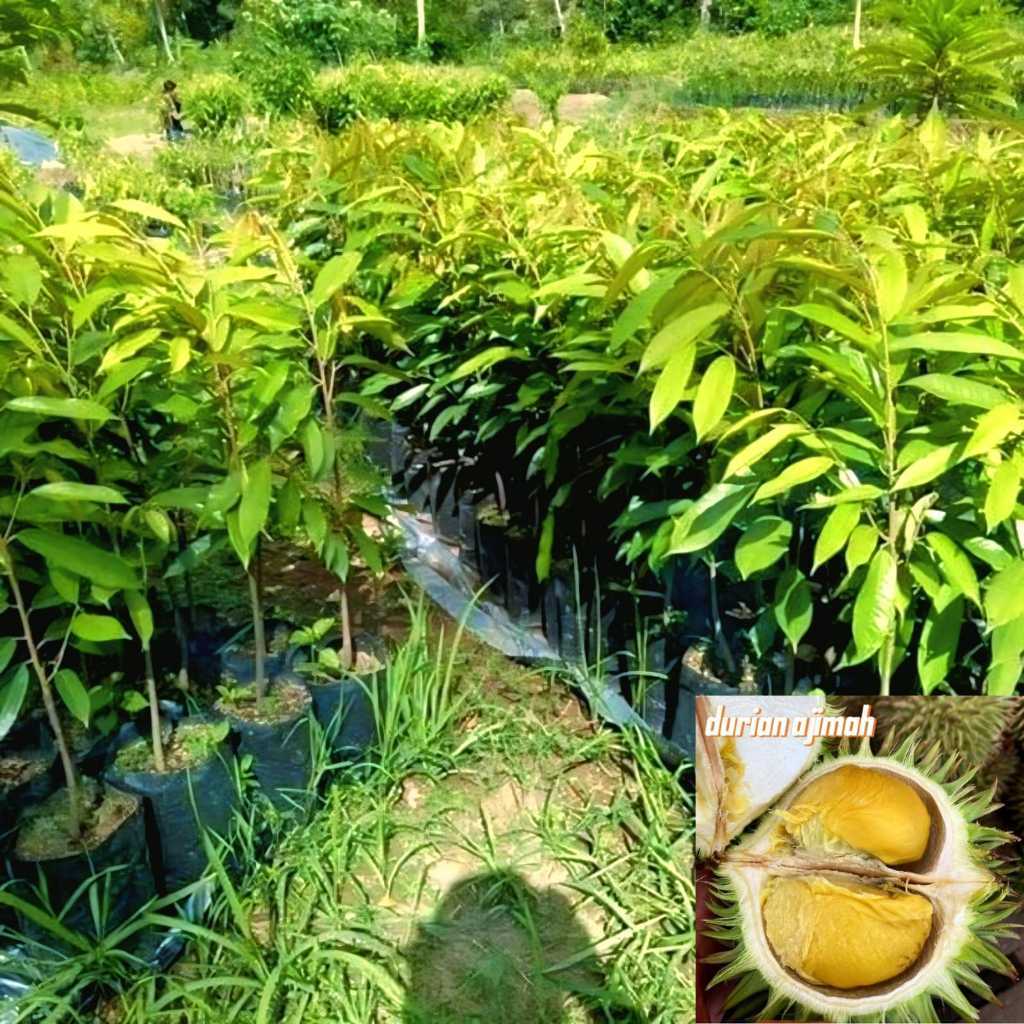 bibit tanaman durian ajimah unggulan terlaris no.1 top populer