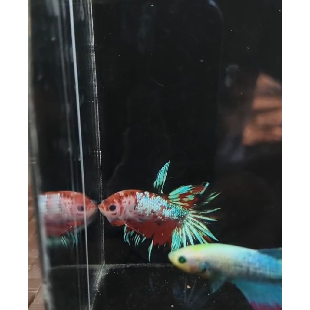 Hiasan Aquarium HM Multi