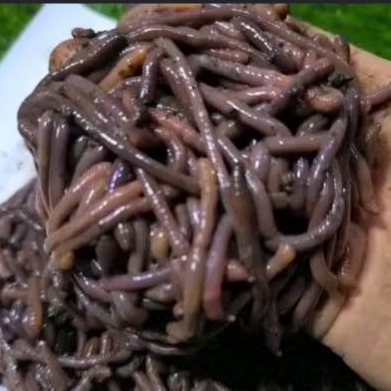 Cacing Tanah Lumbricus Cacing Merah Anc (Asli Alam) Mix / Cacing Lumbricus Rubellus Hidup