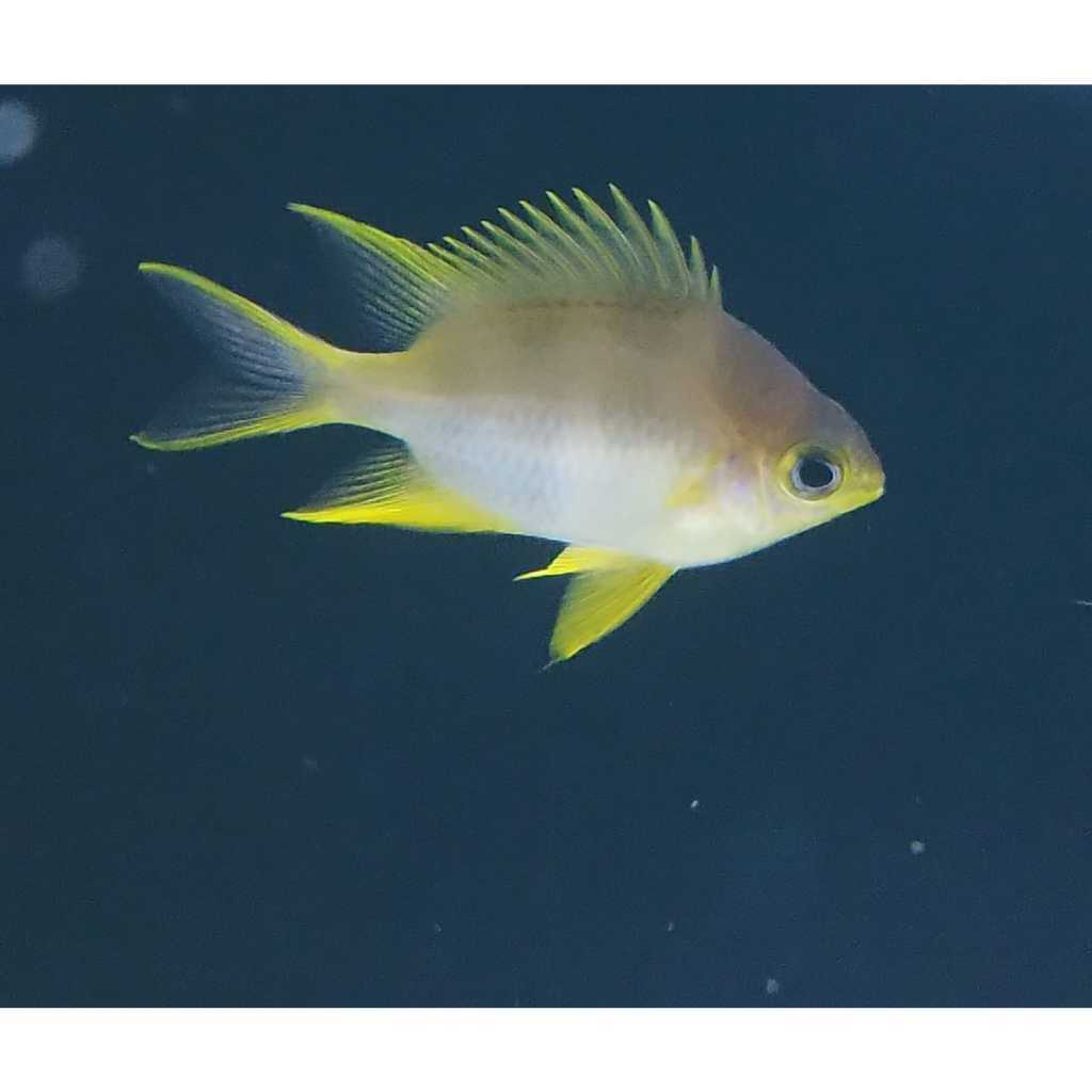 Ikan Hias Air laut Jae kuning Betok Kenari Kuning