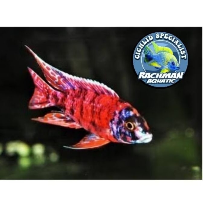 Koleksi Hobi OB Peacock Red Cichlid (Aulonocara) African Cichlid