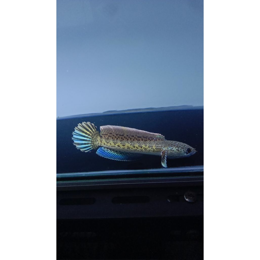 Auranti -+20cm mangap gondrong 100%