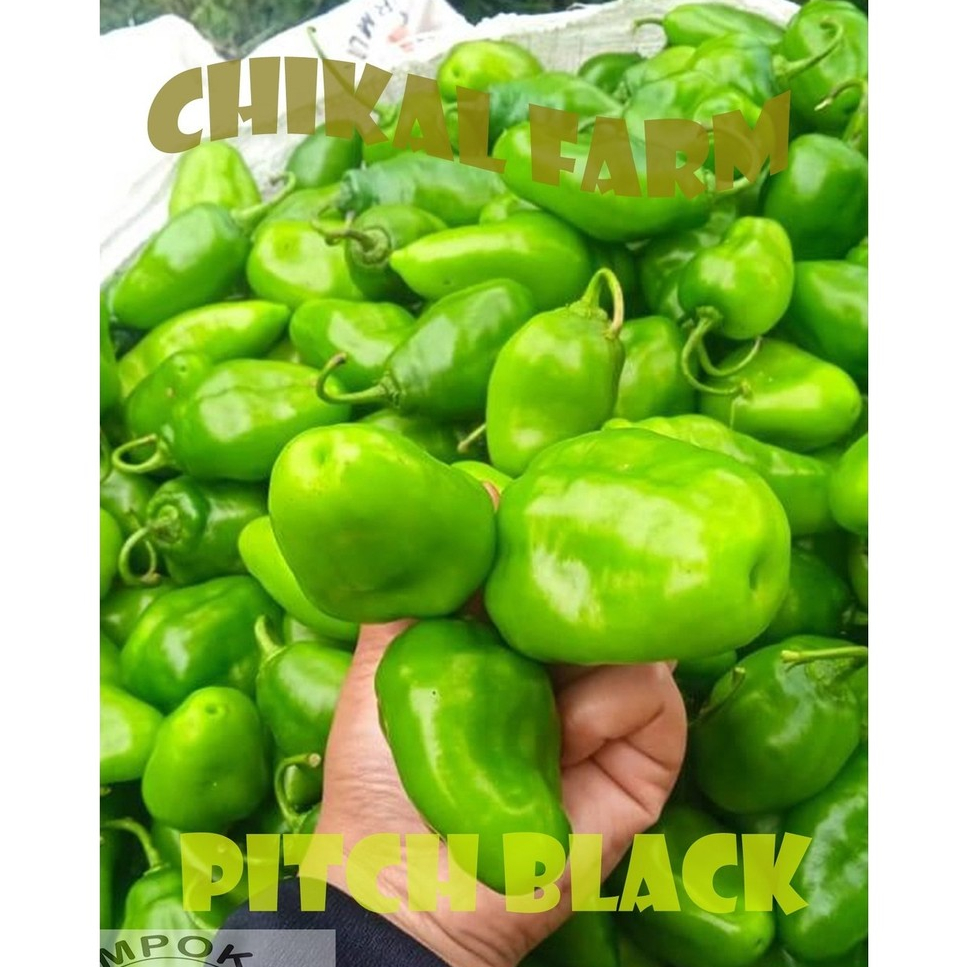 CABAI GENDOT 500 gr CABAI GENDOT YANG TERKENAL PEDAS