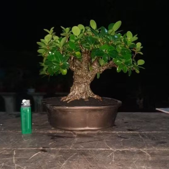 bonsai beringin dolar mangkok