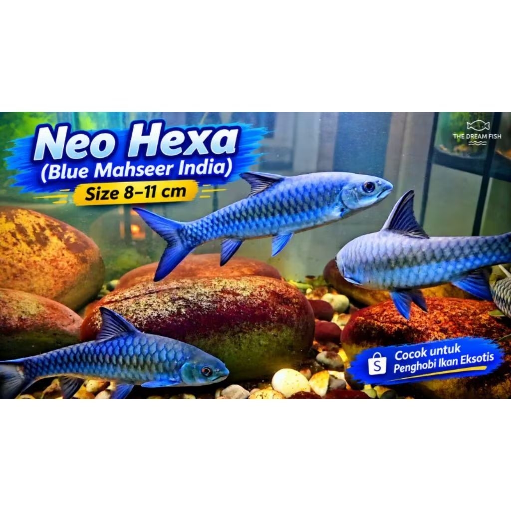 NEO HEXA (BLUE MAHSEER INDIA) zise 8-10cm