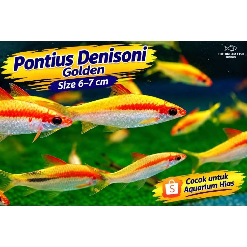 Pontius denisoni GOLDEN 6-7cm garansi ikan lincah makan lahap