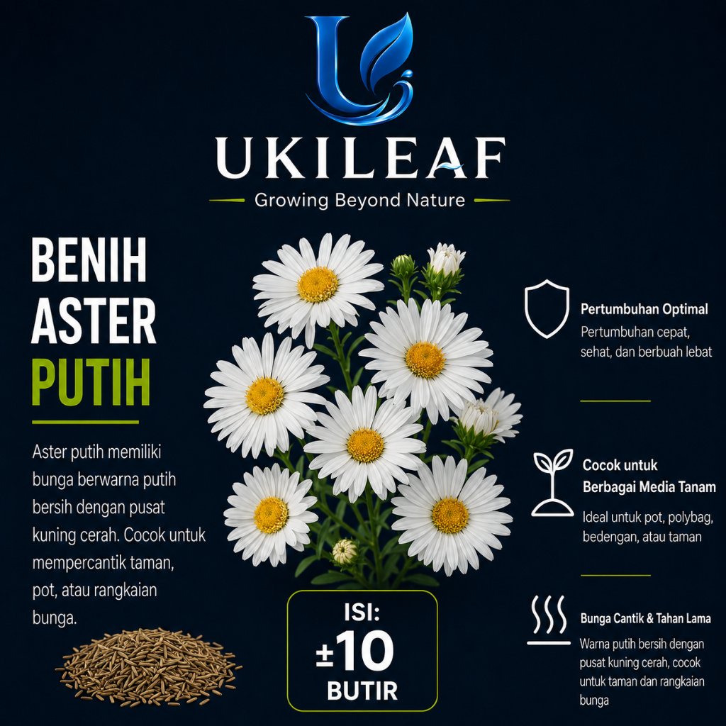 ( 10 Butir ) Benih Biji Bunga Aster Putih | Bunga Aster Mix | Bunga Daisy | UKILEAF