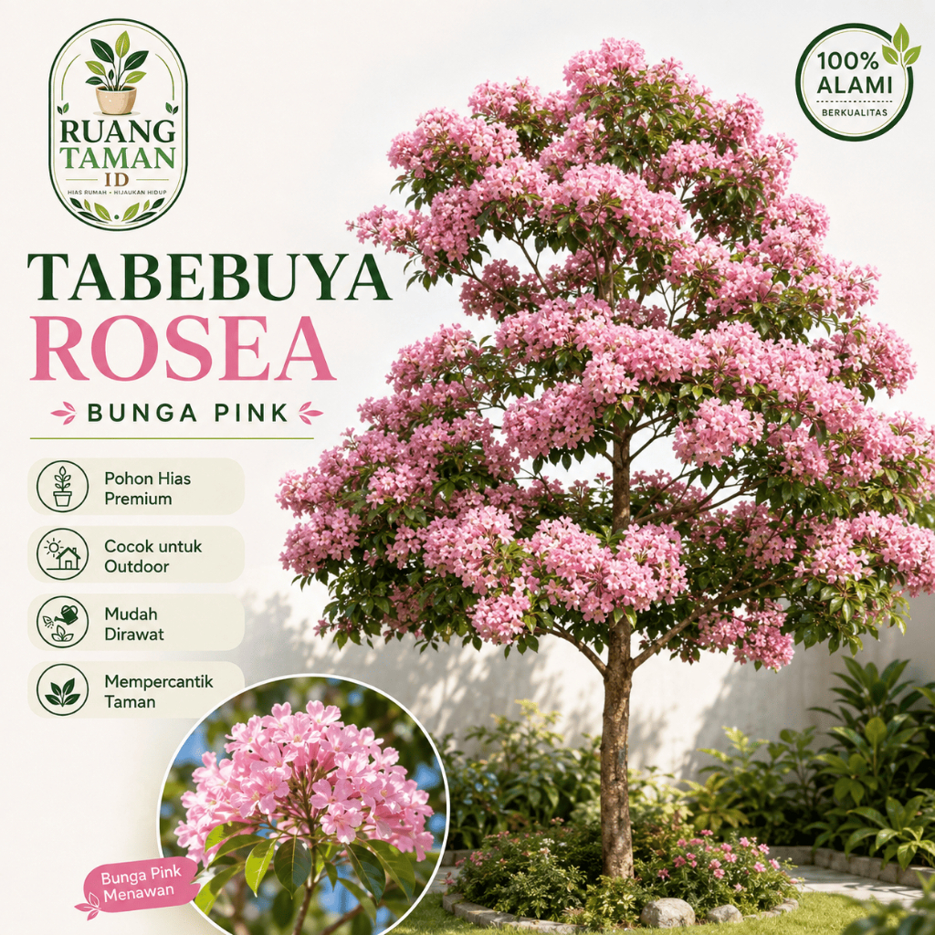 Pohon Tabebuya Rosea Bunga pink Tinggi 2 meter - Tanaman Hias Tabebuya - bunga tabebuya  - bunga ros