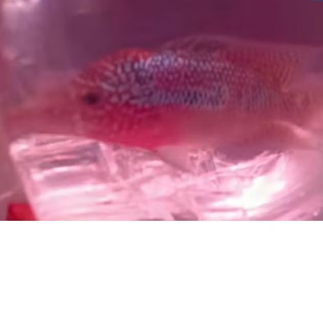 LOUHAN SRD FEMALE UKURAN 8-10 CM