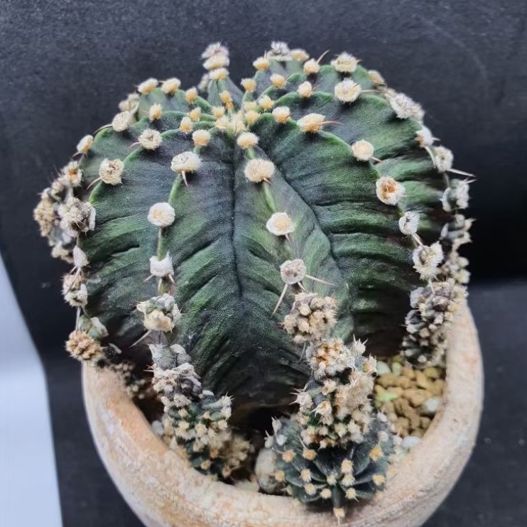 Kaktus Gymno T Series Indukan Ukuran Besar (Gymnocalycium mihanovichii)