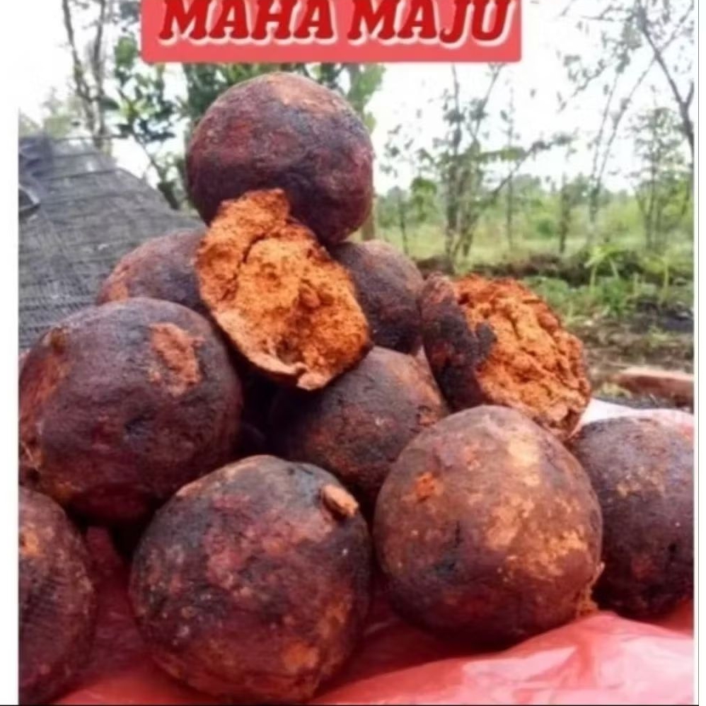 GETAH GAMBIR SIRIH /GAMBIR GOTA MAHA BUNGA DARI MEDAN HERBAL