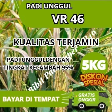 benih Padi VR 46 5kg