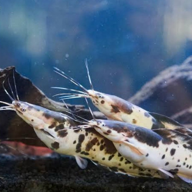 [Chan Aquatic] Ikan Hias Lele Albino | Lele Belang | Lele Bule | Size 6-8cm