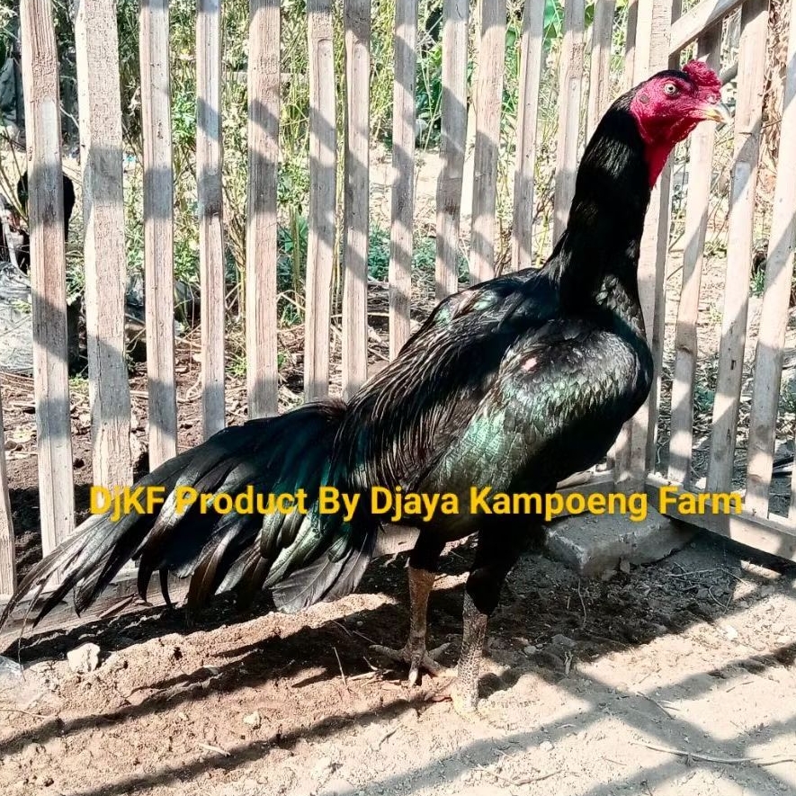 Telur Ayam Fertil Telur Tetas Ayam Aduan Pakoy Cros Mangon