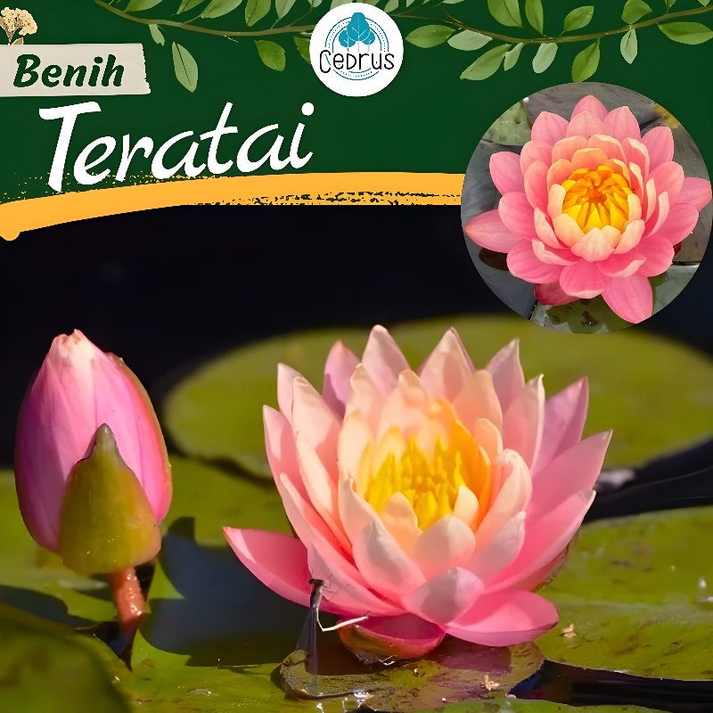 Benih TERATAI PINK Biji Bunga