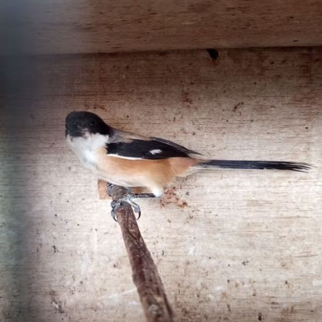 BURUNG PENTET JANTAN TERBAIK JATIM MULUS LINCAH SEHAT BAGUS