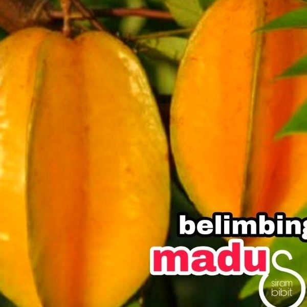 bibit belimbing madu okulasi
