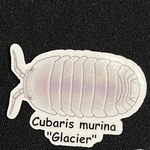 Isopod Cubaris Glacier