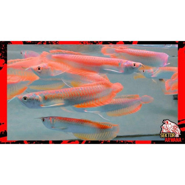 Hiasan Akuarium Arwana SilverRed12cm