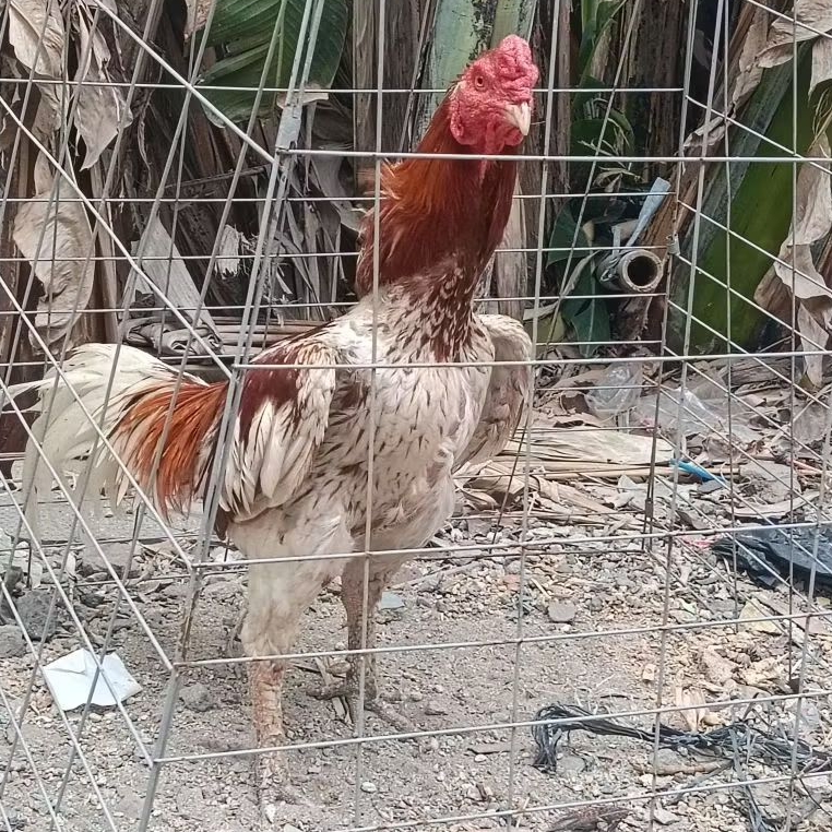 TELUR  AYAM PAKHOY  FULL BRAKOT DRUMBAND ORIGINAL  UNTUK DITETASKAN
