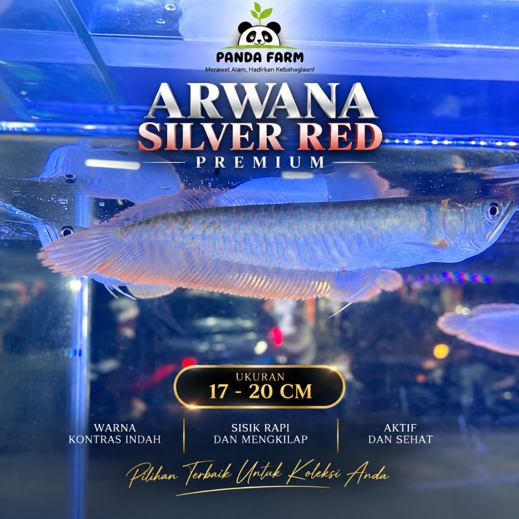 Ikan Arwana Silver Red Uk 17-20cm