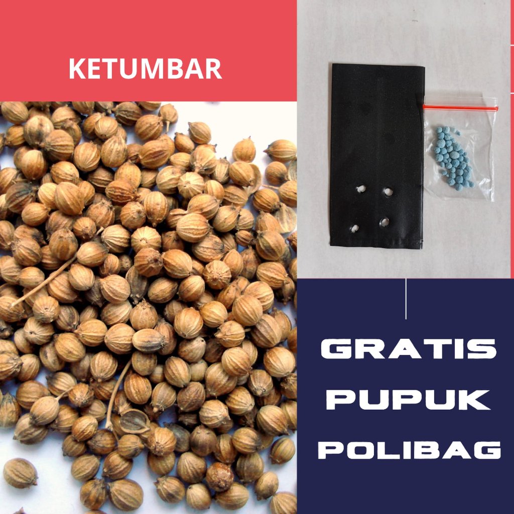 25 Bibit Coriander Daun Ketumbar Favor Herb Benih Sayuran Herba