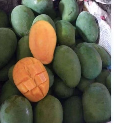 mangga gadung