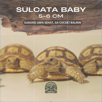 PELET SULCATA / SULKATA BABY GRADE A SEHAT RAKUS NO MINUS BERGARANSI