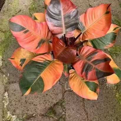 Bibit bonggol philodendron black cardinal varigata