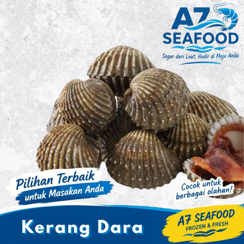 Kerang Dara / Kerang Dara Segar
