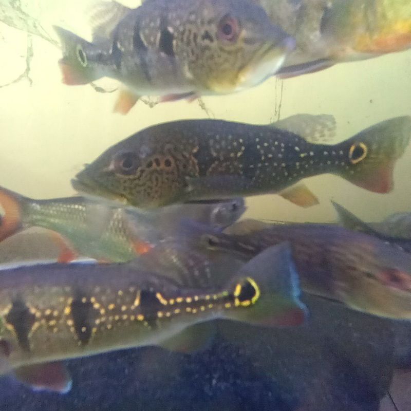 ikan pbas orikonoco spot len 17 cm