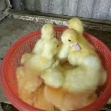 anak mentok jumbo leher panjang
