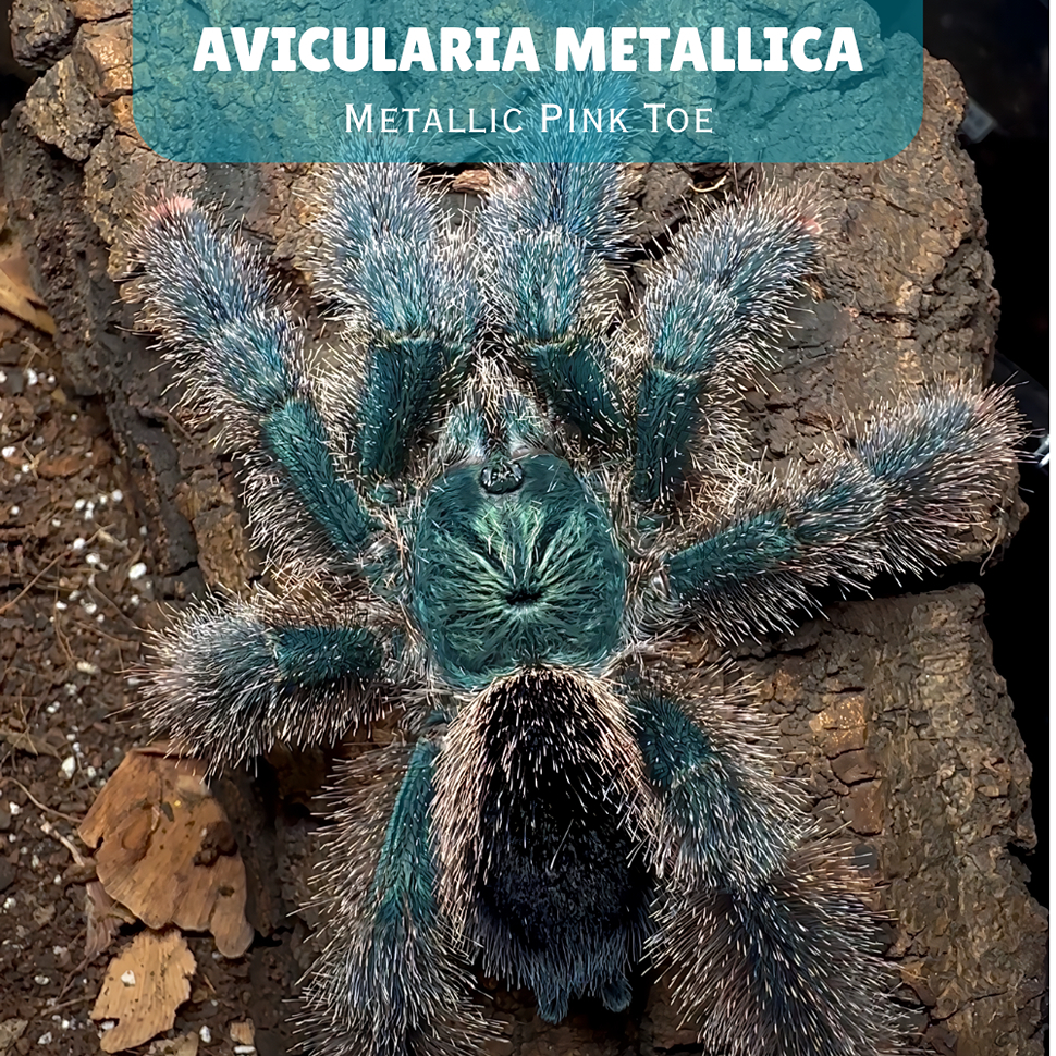 HIASAN SLING TARANTULA Avicularia Metallica | Metallic Pink Toe
