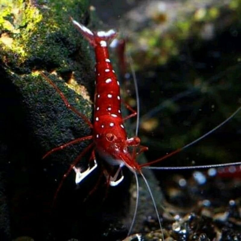 Whitespot Sulawesi Shrimp ( size 1 - 1,5 cm )