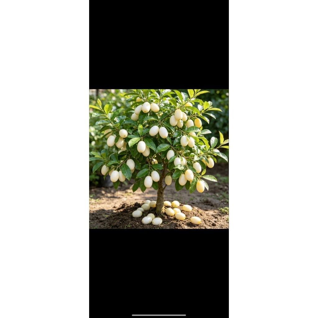 bibit duwet,juwet cepat buah