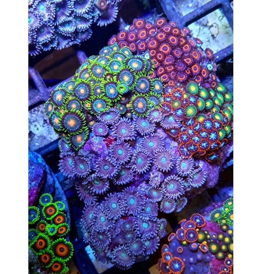 zoa koloni sesuai foto