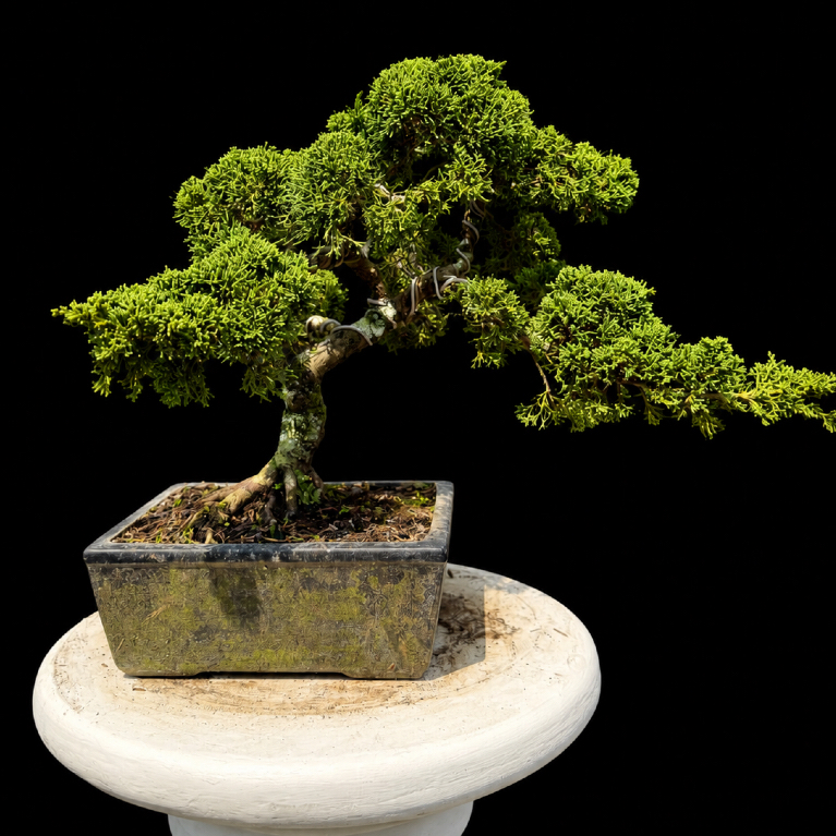 (BONSAI) Juniperus Chinensis 'Chinese Kishu' (Cemara Pingpong)