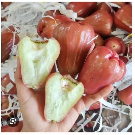 Buah Jambu Citra Merah