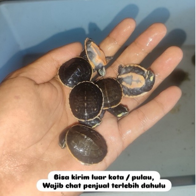 Kura Dada Merah / Damer