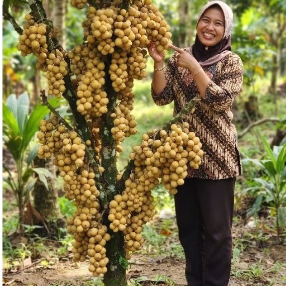 Bibit Duku Tanpa Biji Cepat Berbuah