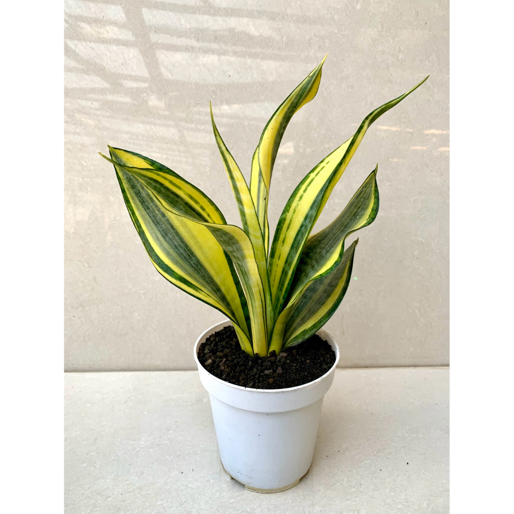 Sanseviera Gold banner+pot 12cm warna putih