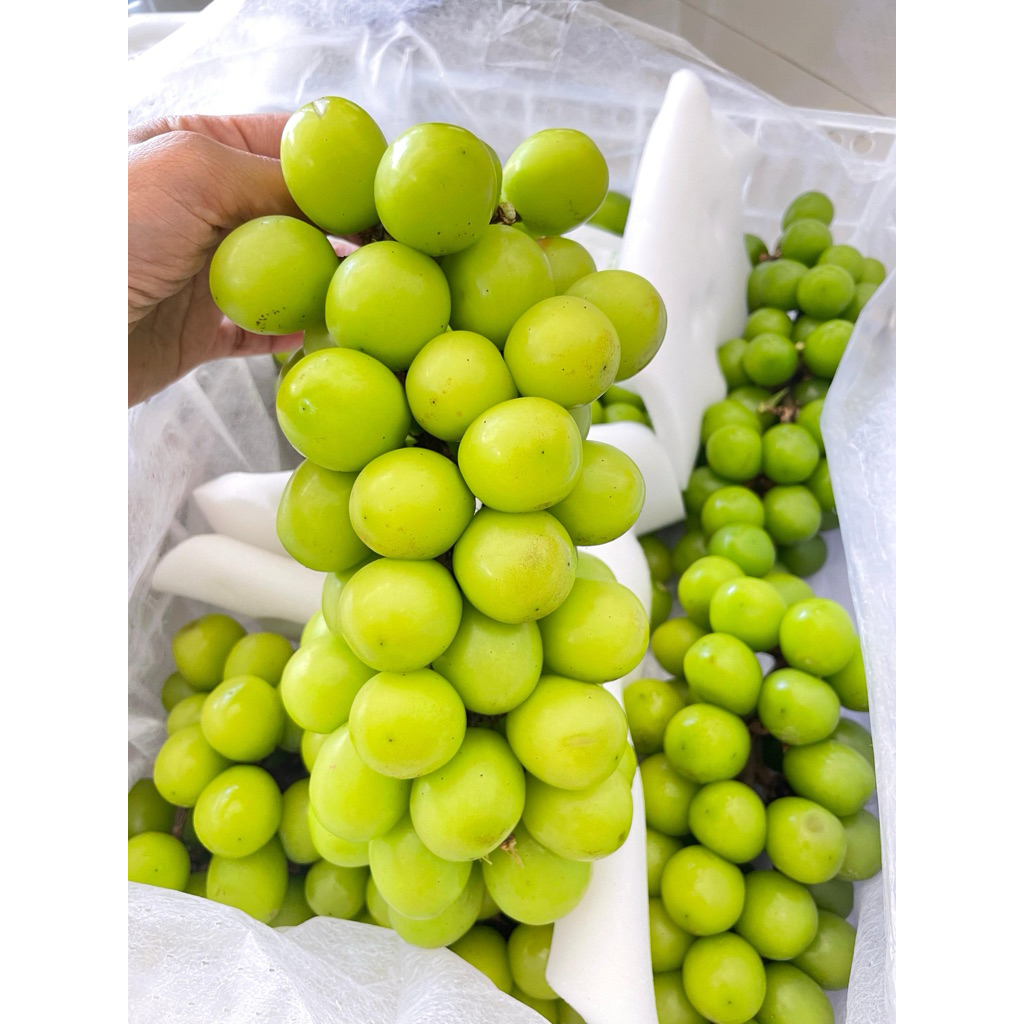 

ANGGUR HIJAU MUSCAT SHINE 500gr