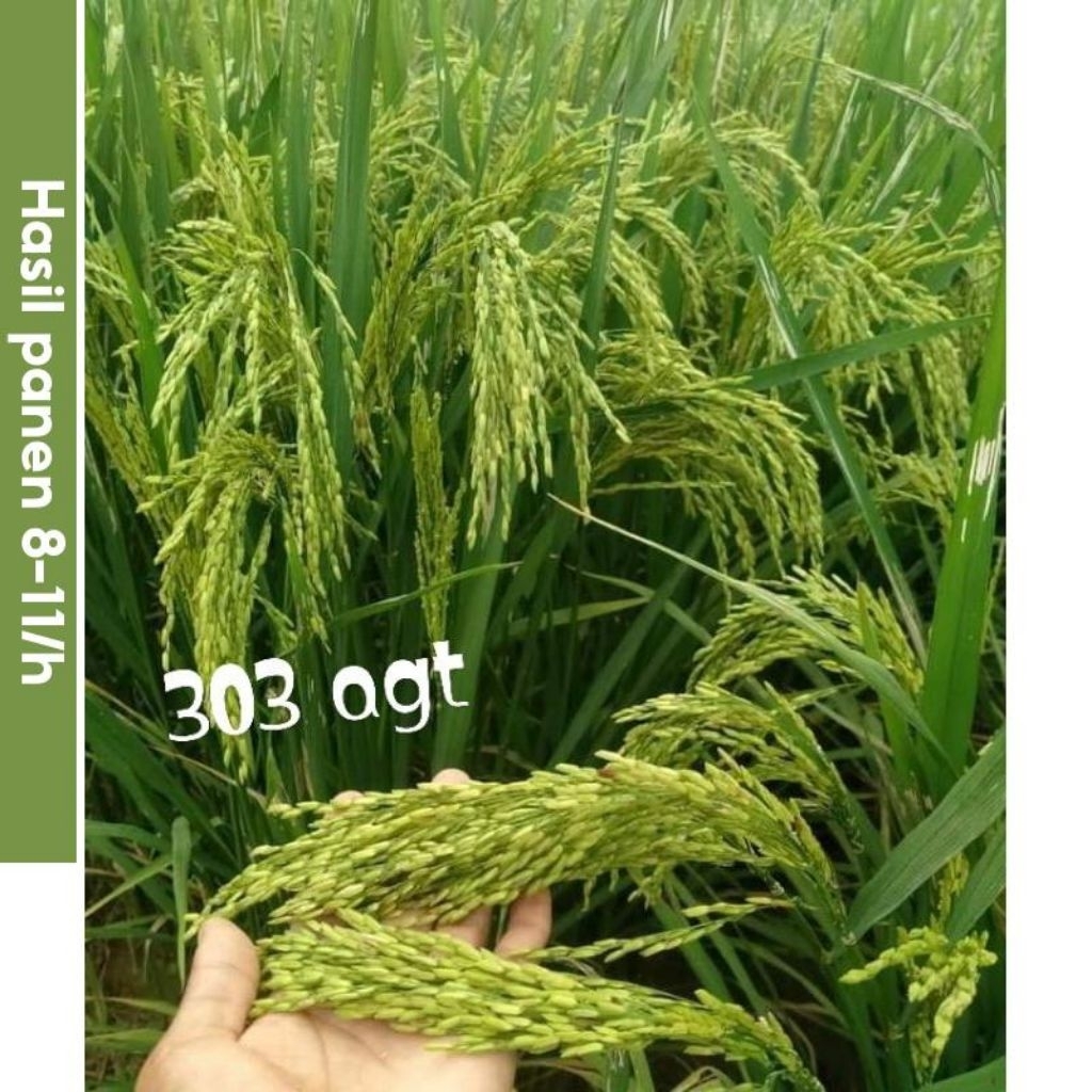 BENIH BIBIT PADI AGT 303/PADI UNGGUL 303 AGT KEMASAN 5KG