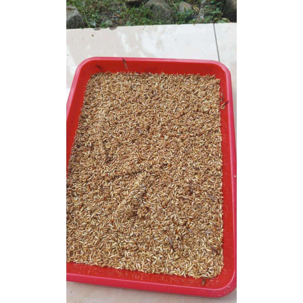 Pua / Poa / Warangas Umpan Mancing