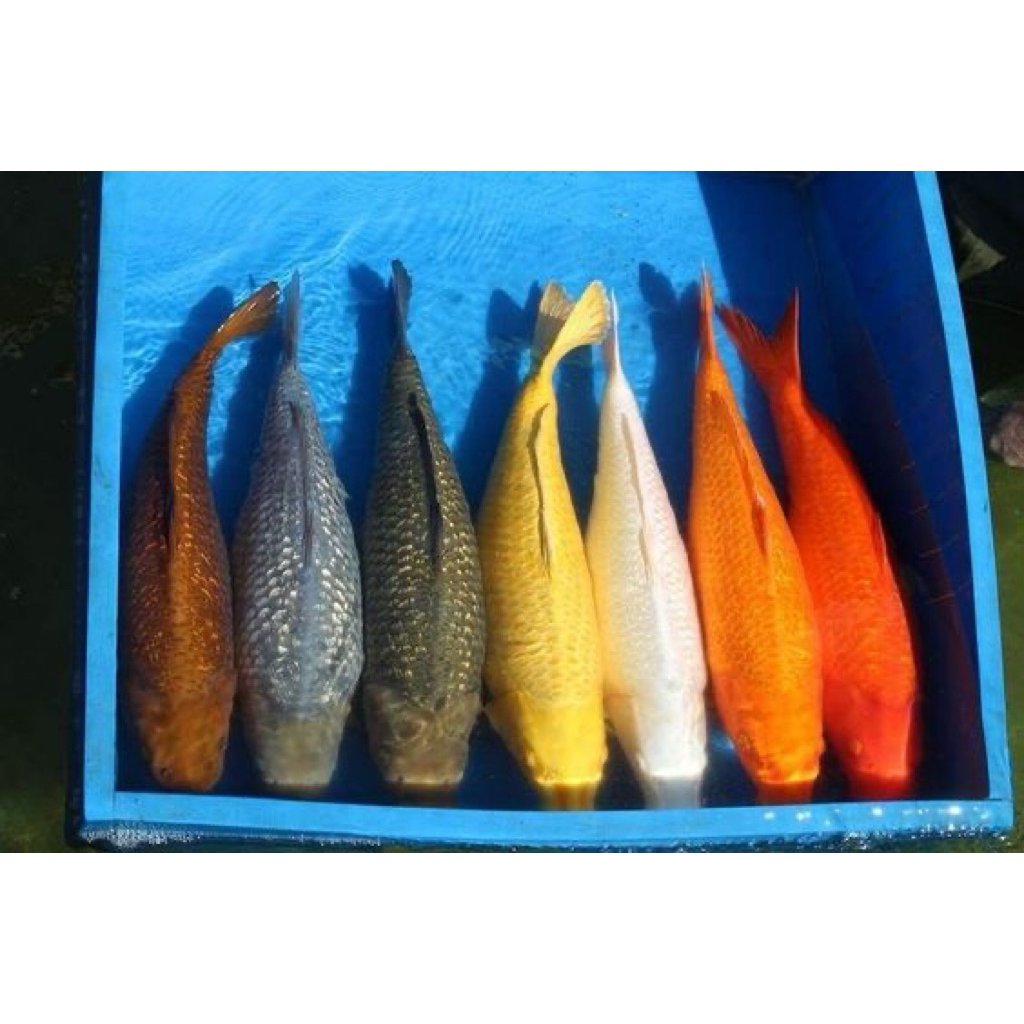 

paket 5 ekor koi polosan penjinak mix grade A