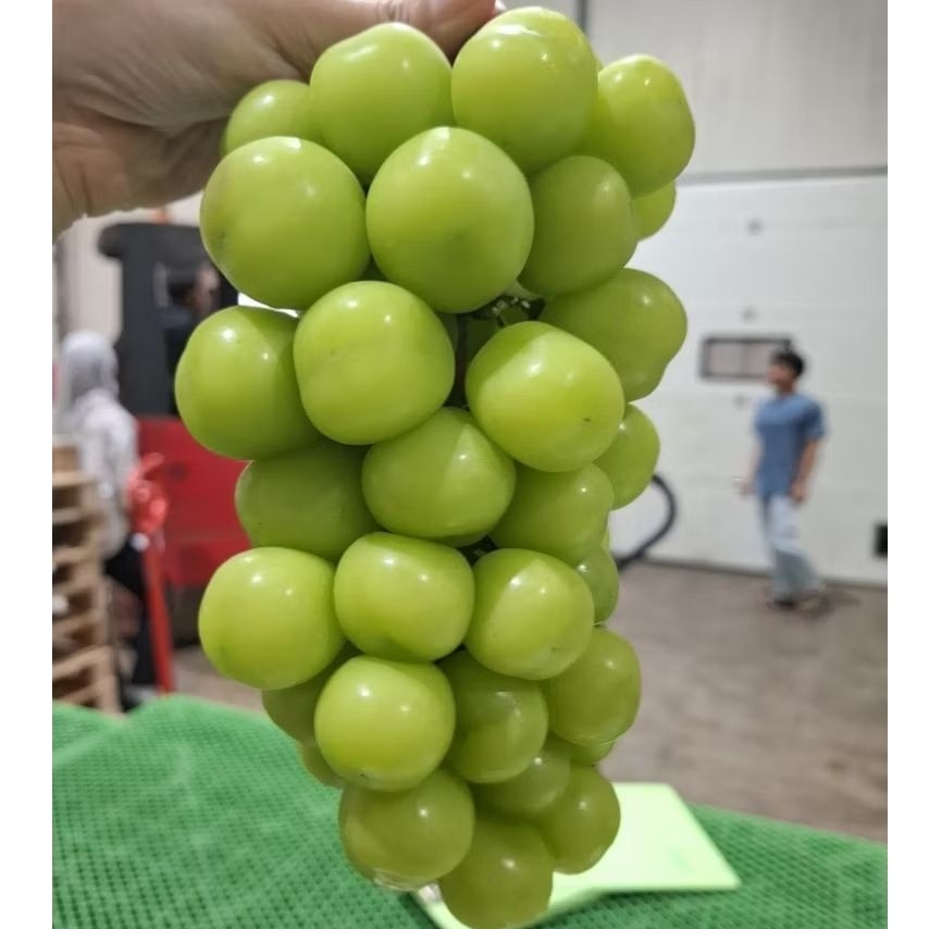 

Anggur Shine Muscat 500gr Harga Promo!