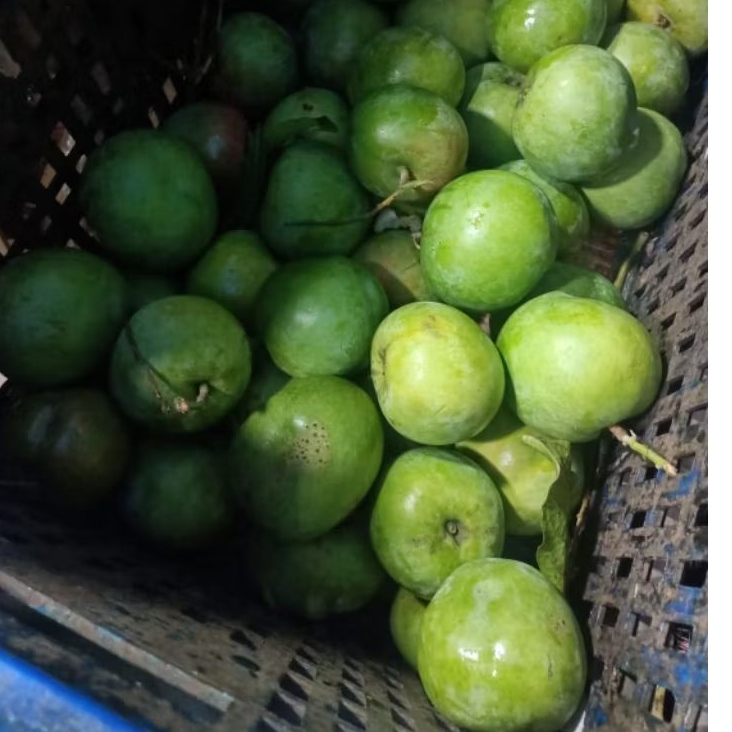 

Mangga Apel Muda (mentah) 1kg 1 produk. asem seger masih fresh baru banget dipetik cocok untuk rujakan.