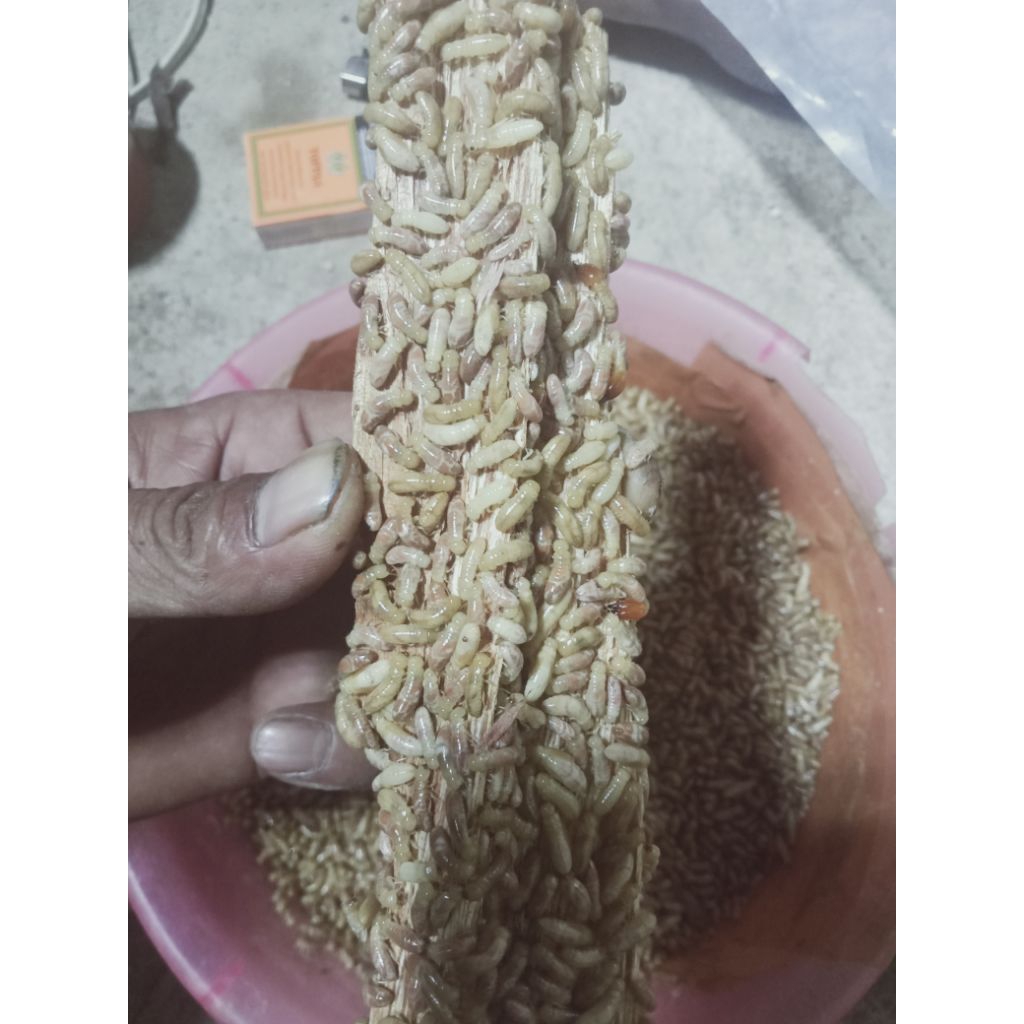 pua/warangas/bajra/umpan/pancing/ikan/wader/jitu/1on