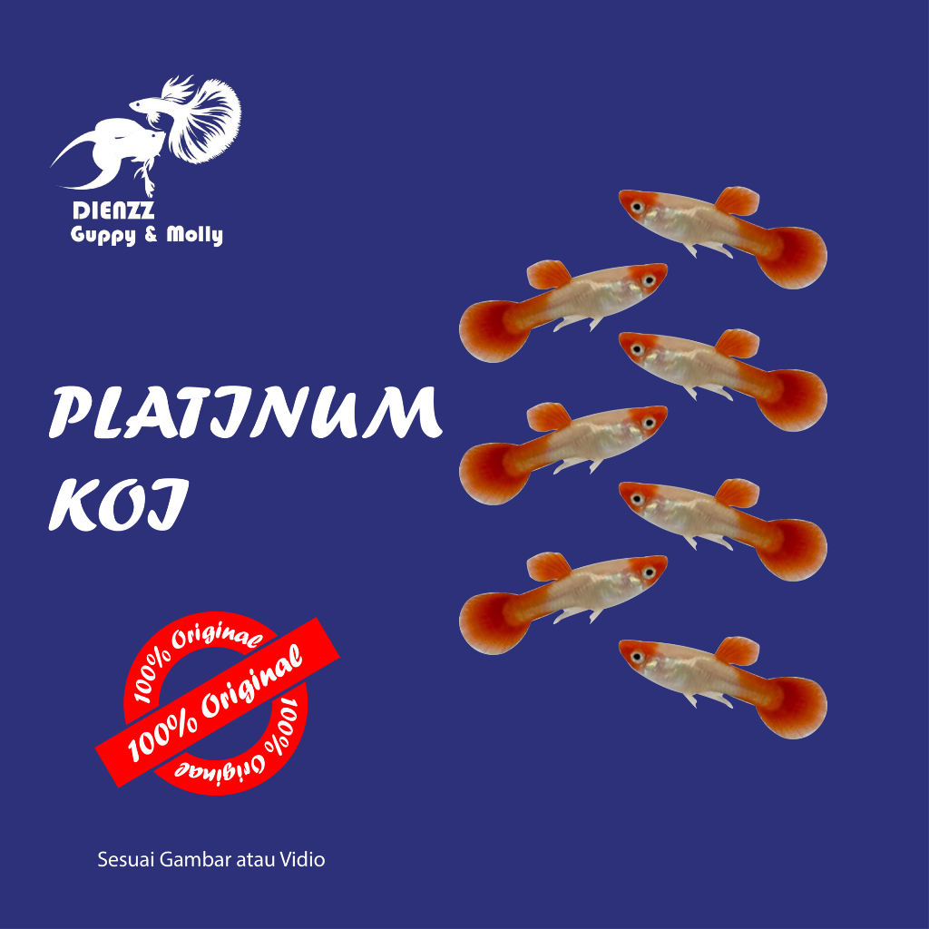 Ikan Hias Aquarium Guppy Platinum Koi